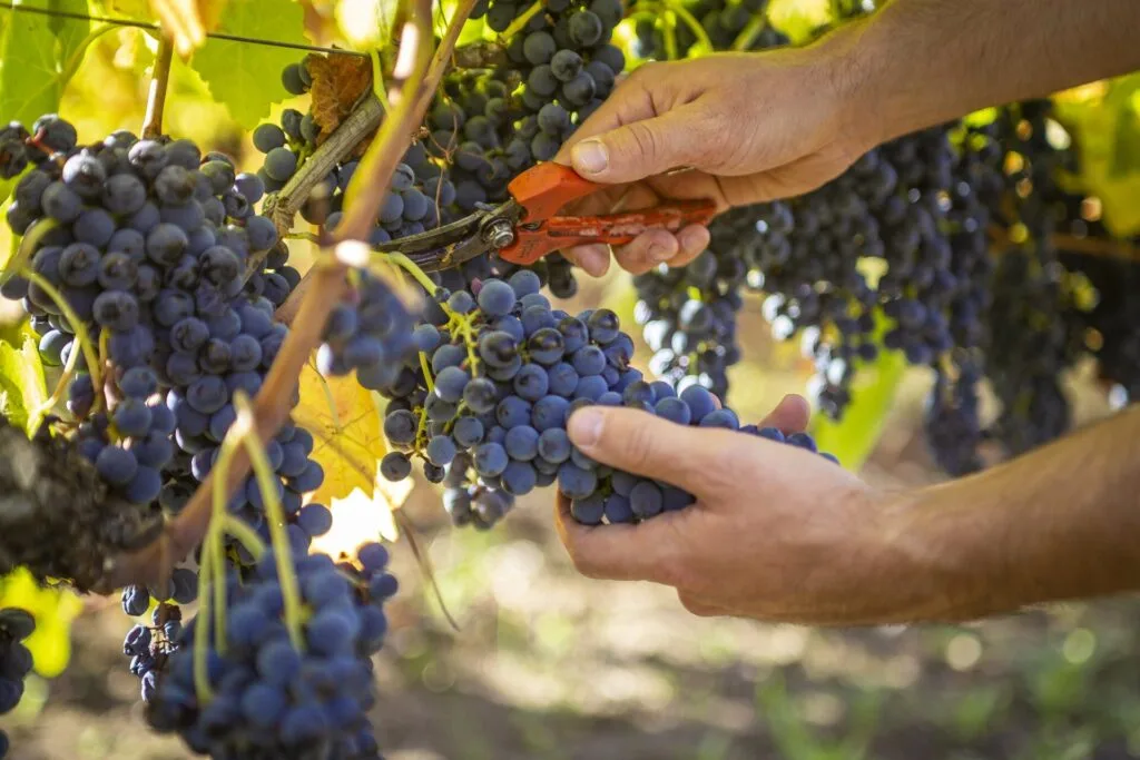 Vendemmia manuale dell'Aglianico: grappoli tagliati con le forbici