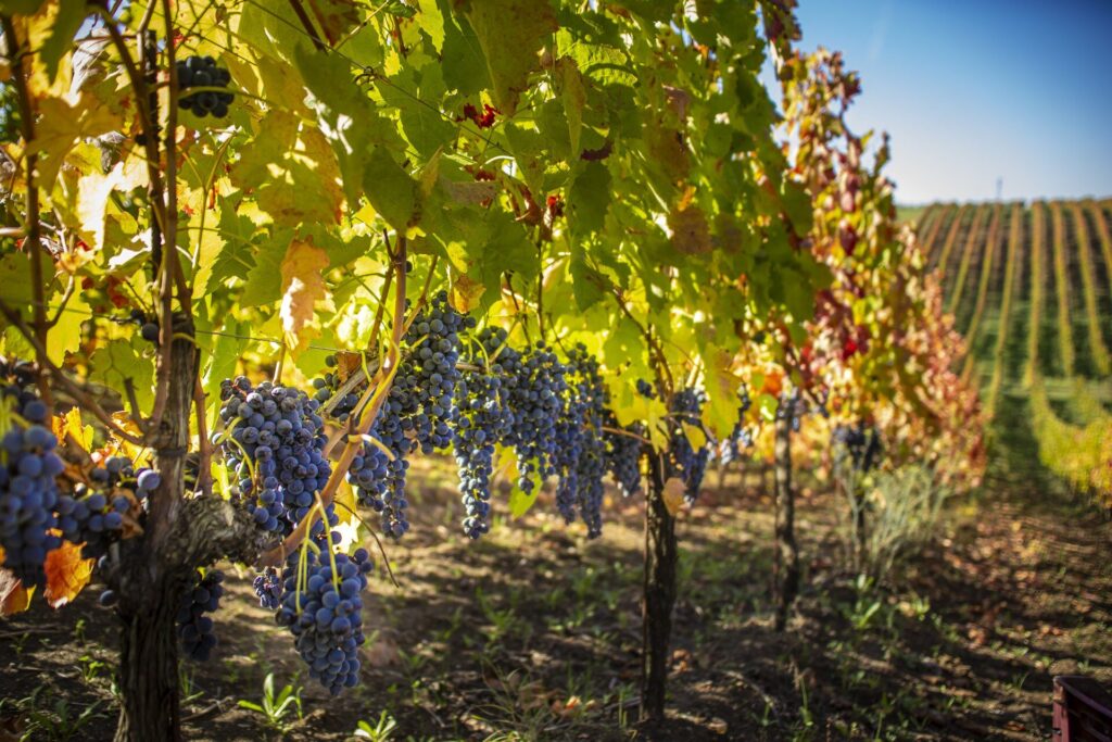Grappoli di uva Aglianico maturi nel vigneto in autunno