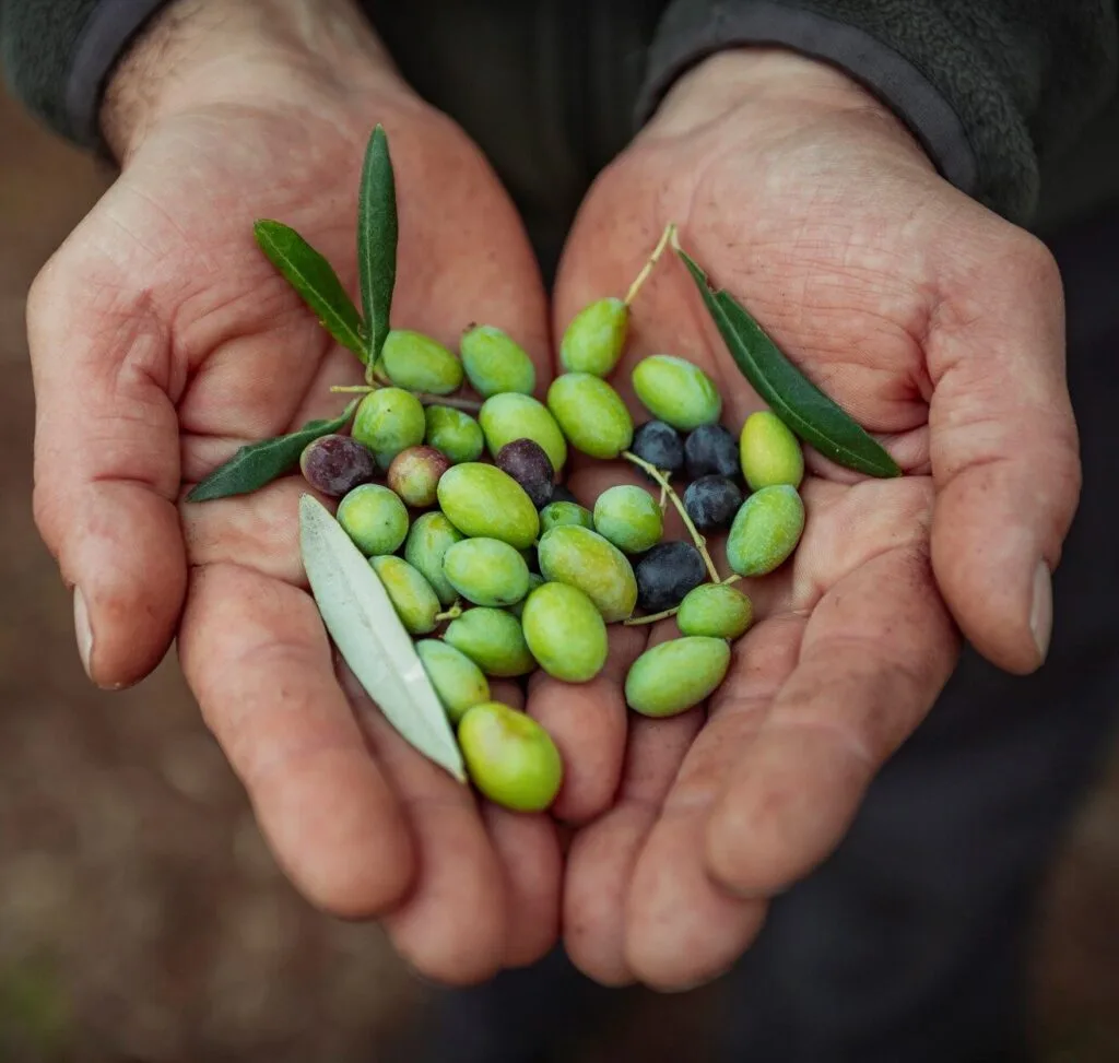 Olio extravergine di oliva Bio – 5 lt — Podere Lucano (foto 1)